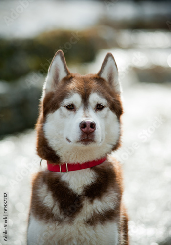 Siberian Husky © Mari_art