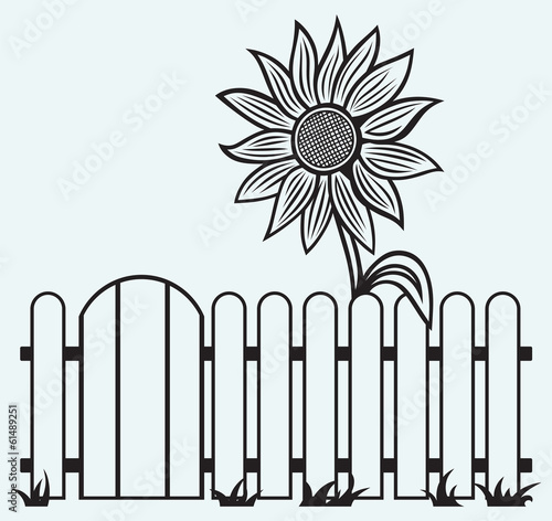 Fototapeta Naklejka Na Ścianę i Meble -  Sunflower and fence isolated on blue batskground