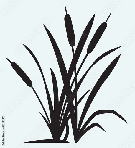 Silhouette reed isolated on white background