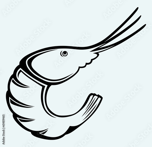 Boiled shrimp sketch isolated on blue background