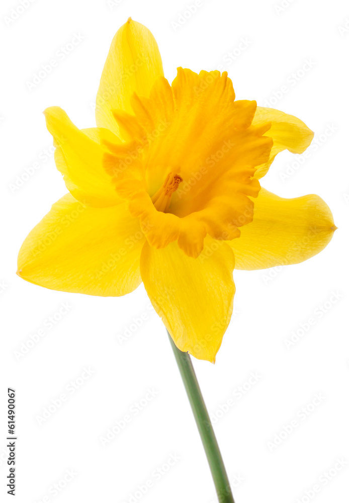 Fototapeta premium Daffodil flower or narcissus isolated on white background cutout