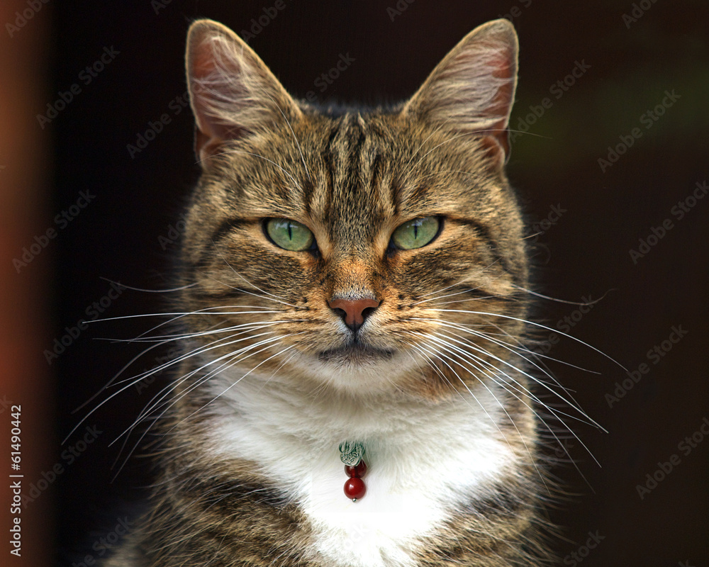 Obraz premium Cat