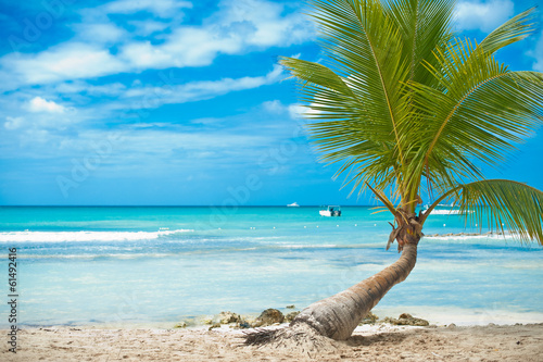 kleine Palma vor Traumstrand Bahamas photo