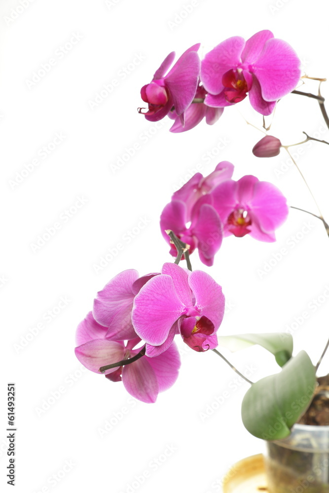 Phalaenopsis. Purple orchid on white background Phalaenopsis. Purple orchid on white background