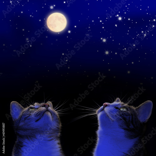 Fototapeta Naklejka Na Ścianę i Meble -  Nachtwandler