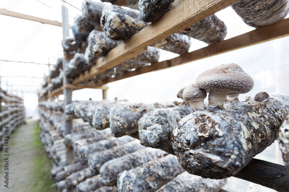 shiitake mushrooms being cultivated the traditional organic way