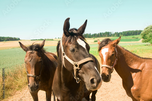 Fototapeta Naklejka Na Ścianę i Meble -  Three horses.  Portrait .