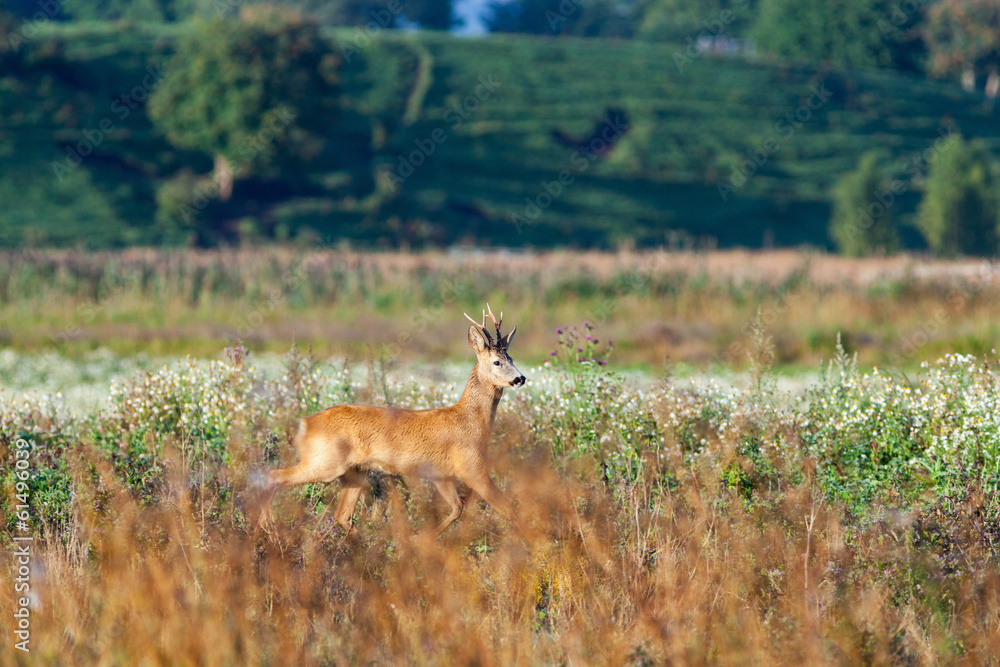 Roe deer buck Roe deer buck