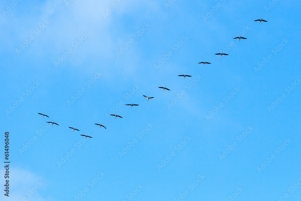 Crane formation