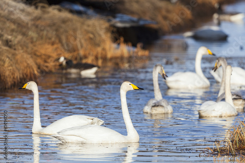 Whooper swan swimming