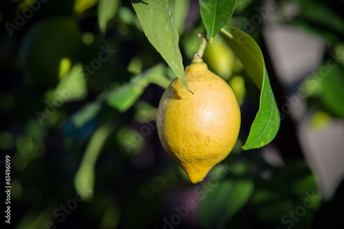 Wallpaper Mural lemon tree Torontodigital.ca