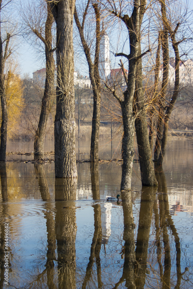 Obraz premium Trees reflection on water.
