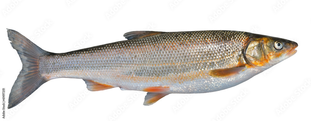 Obraz premium Fish (Leuciscus brandti) 13