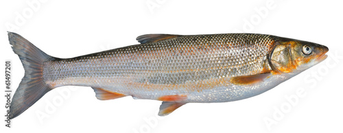 Fish (Leuciscus brandti) 13