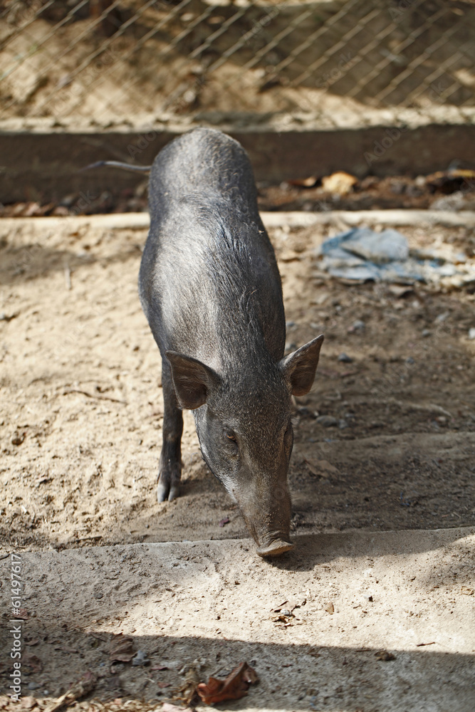Boar in cage Boar in cage