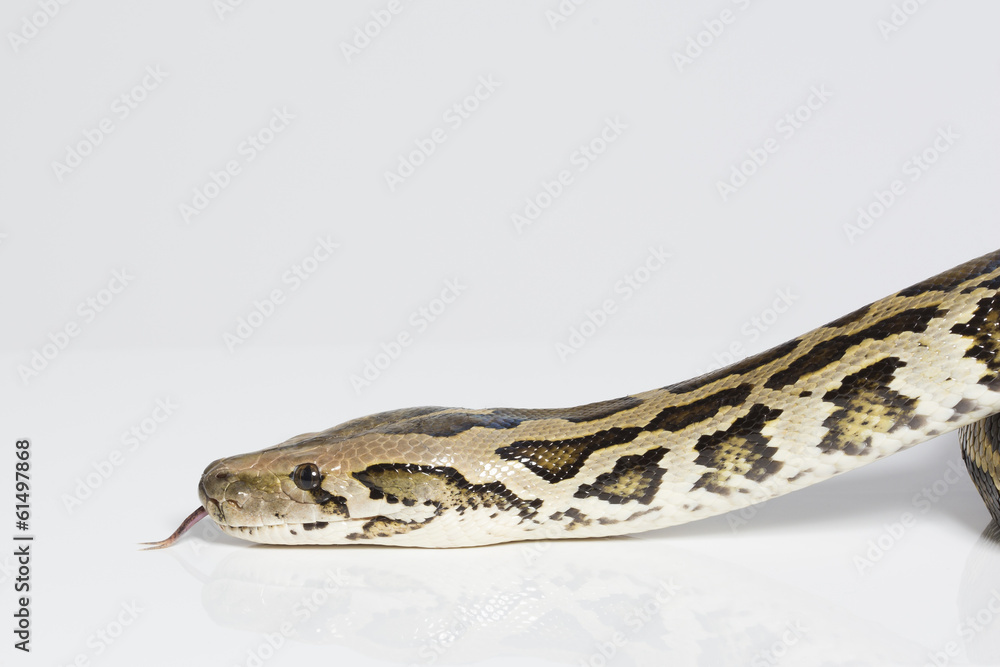 Obraz premium Tigerpython