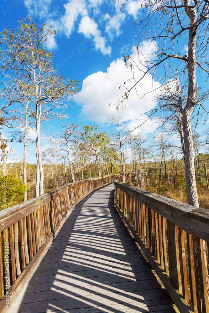 Boardwalk in swamp Boardwalk in swamp