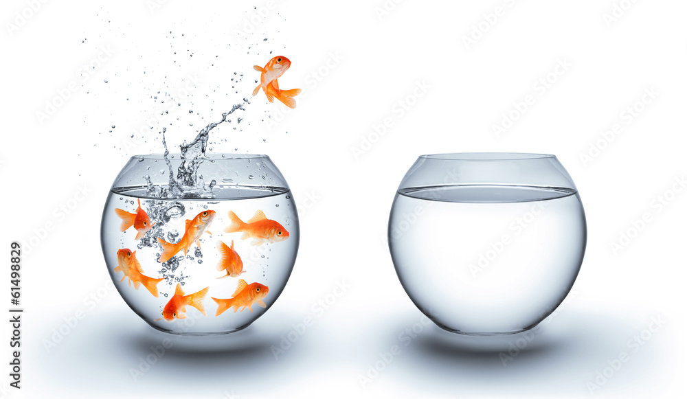 goldfish jumping out of the water - improvement concept - white - obrazy, fototapety, plakaty 