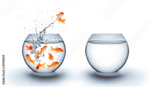goldfish jumping out of the water - improvement concept - white