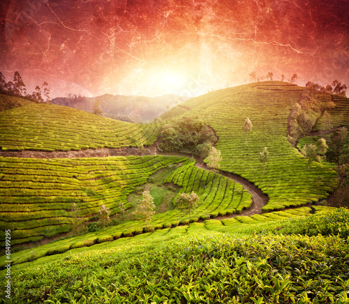 Tea plantations at sunset