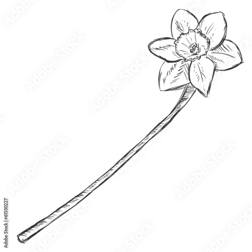 Fototapeta Naklejka Na Ścianę i Meble -  Vector Sketch Illustration - narcissus