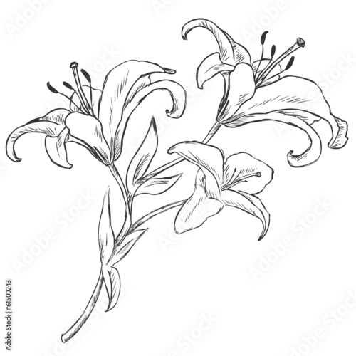Vector Sketch Illustration - lily