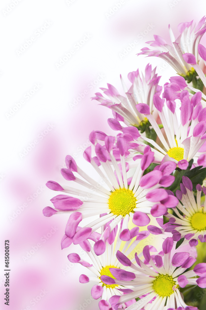 Pink daisies flowers, isolated