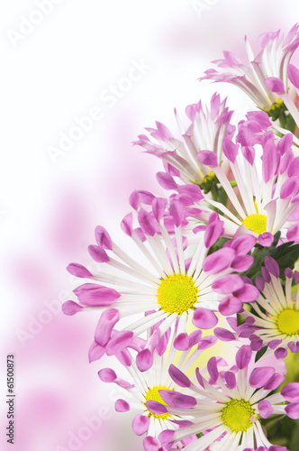 Pink daisies flowers  isolated