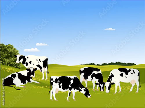 Cows