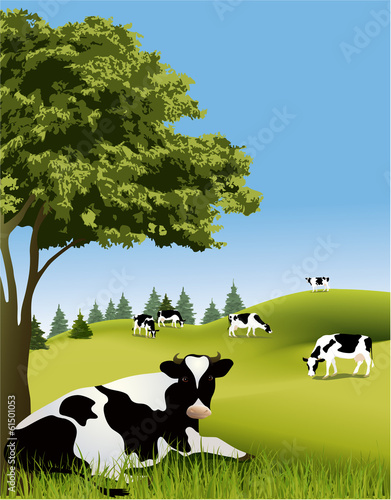 Cows