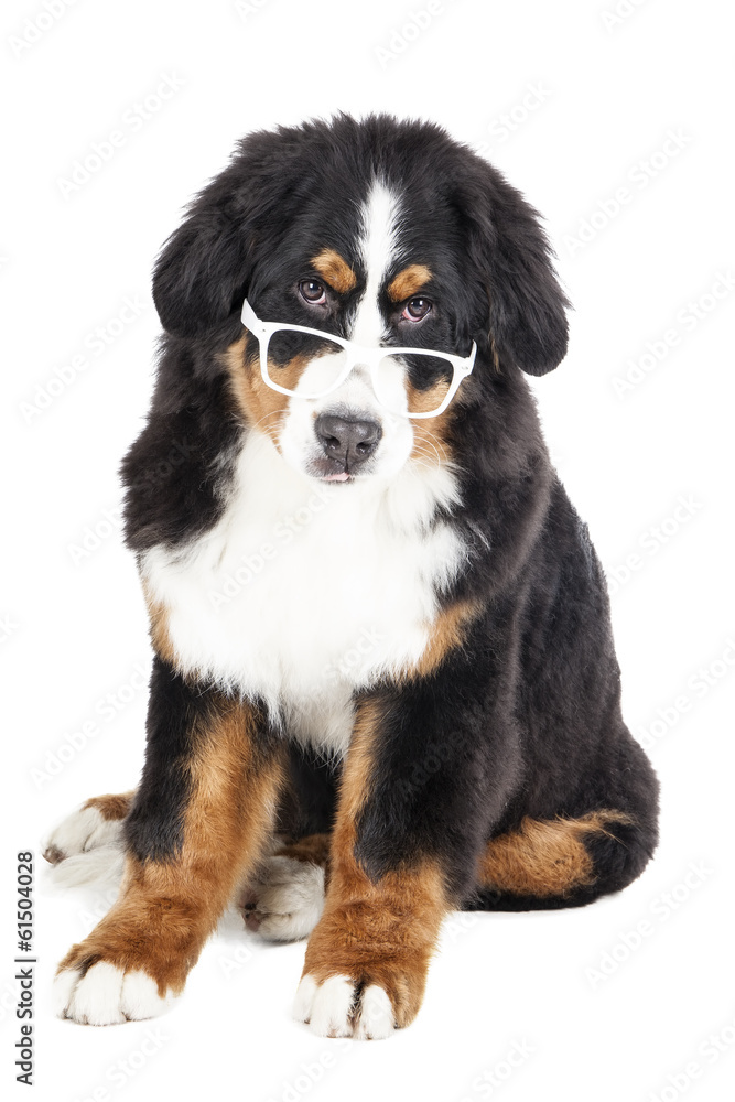 Bernese Mountain Dog in glasses