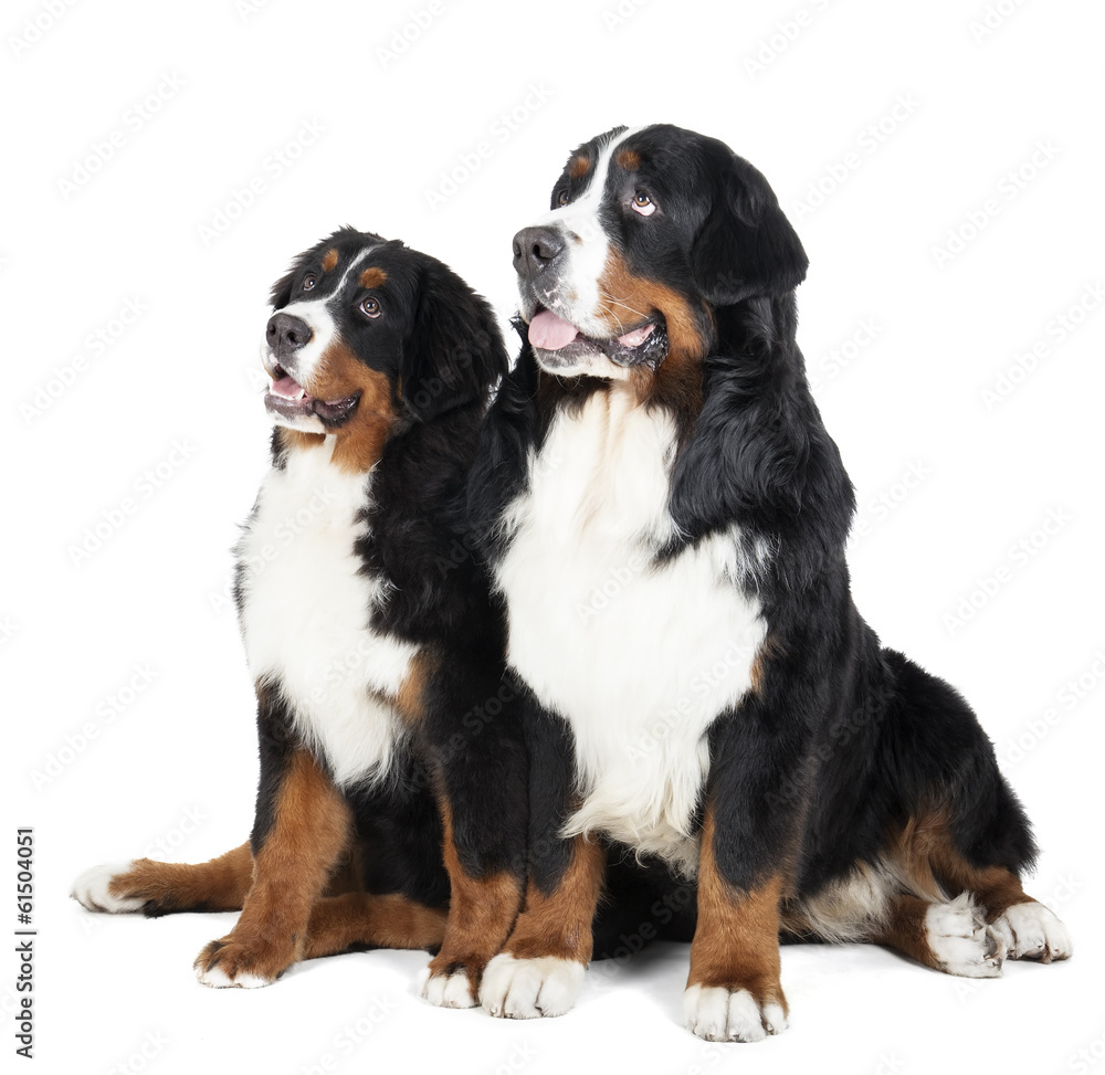 Two Bernese mountain dogs