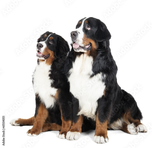 Two Bernese mountain dogs © vivienstock