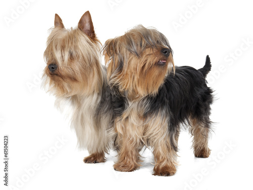 Obraz na płótnie Australian Silky Terrier