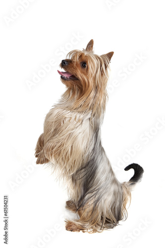 Fotografie Australian Silky Terrier