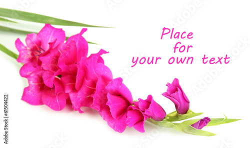 Fototapeta Naklejka Na Ścianę i Meble -  Beautiful gladiolus flower isolated on white