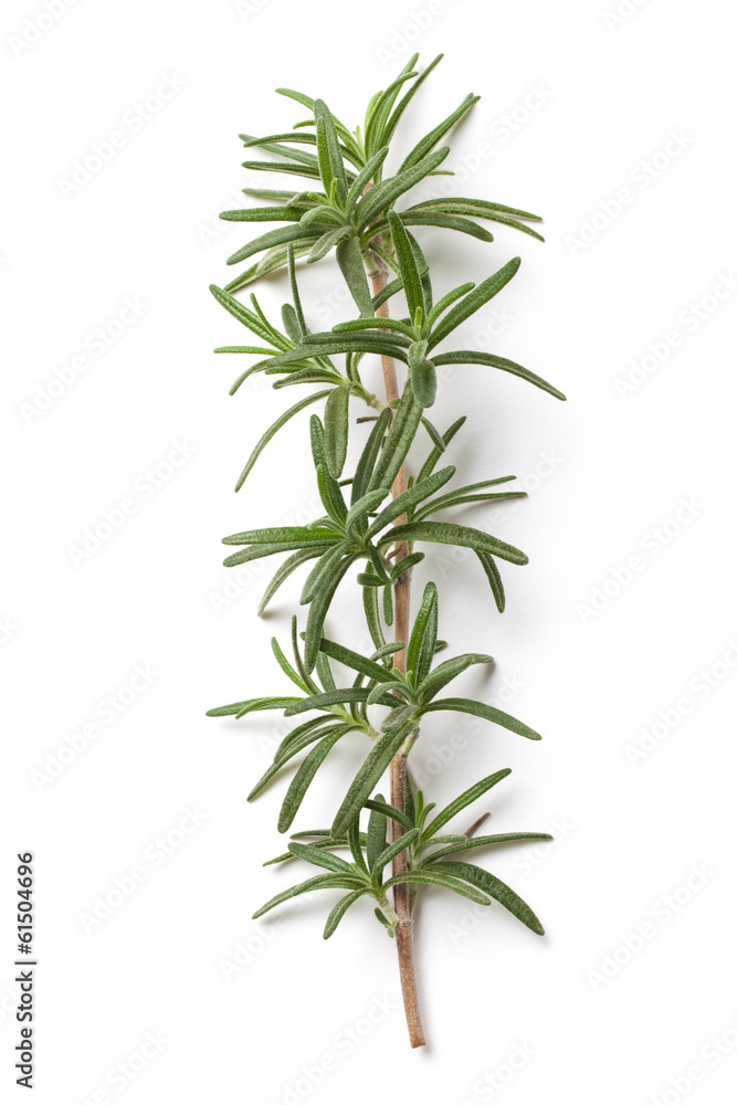 Rosemary Rosemary