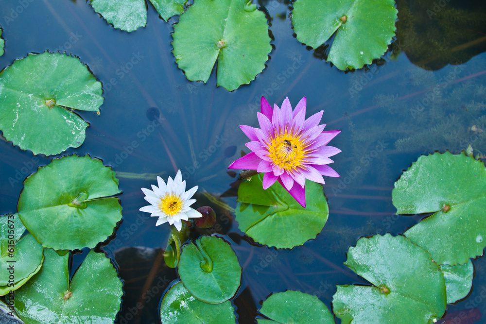 Water lily on Koh Ngai island Thailand Water lily on Koh Ngai island Thailand