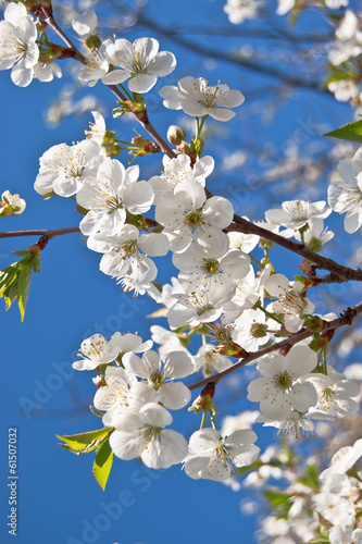 spring cherry blossom