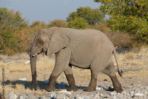 walking elephant