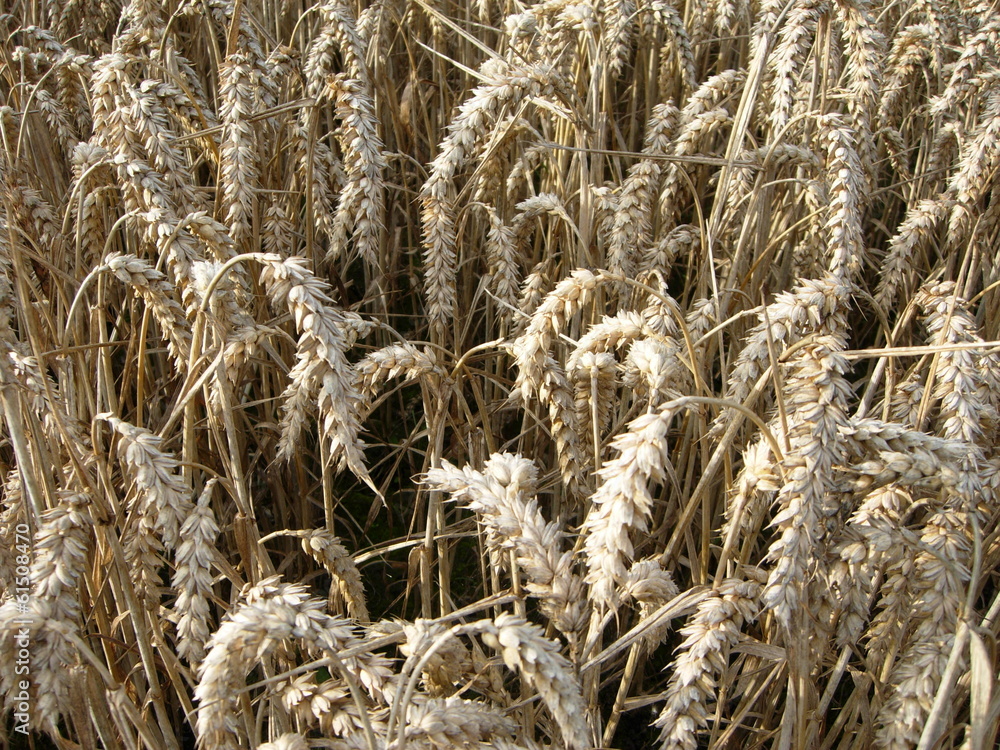 Fototapeta premium Reife Ähren
