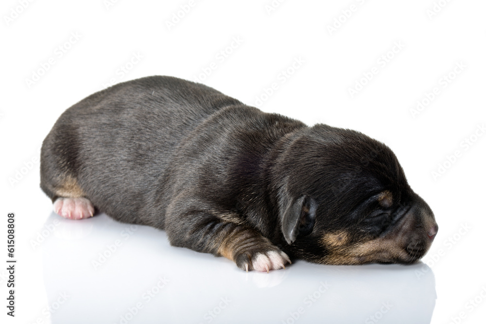 Obraz premium Szczeniak na białym tle