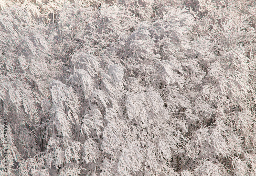 Obraz premium Branches givrées