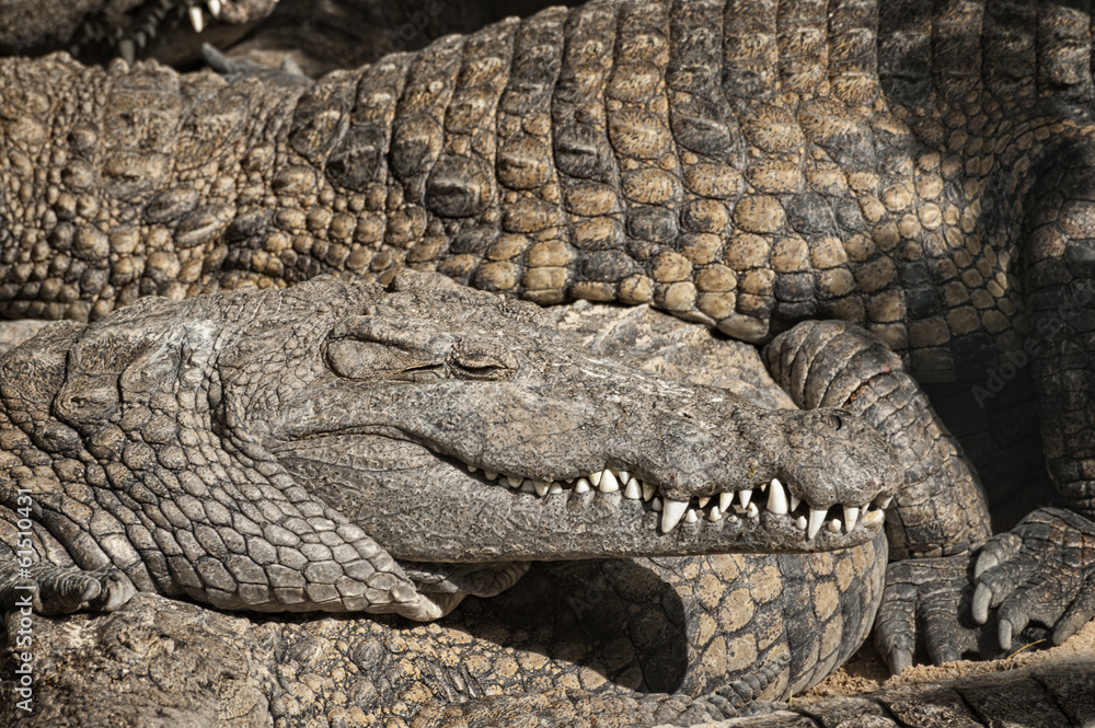 Large group of juvenile Nile crocodiles sharing the beach Large group of juvenile Nile crocodiles sharing the beach
