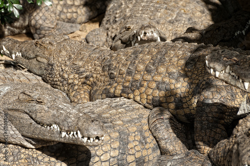 Large group of Nile crocodiles sharing basking spot