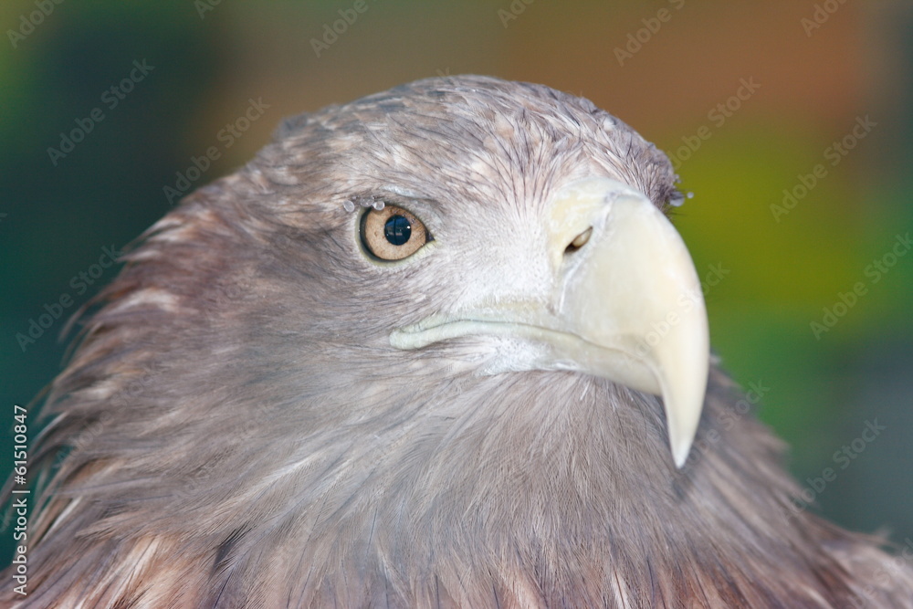 Golden Eagle (Aquila chrysaetos) portrait Golden Eagle (Aquila chrysaetos) portrait