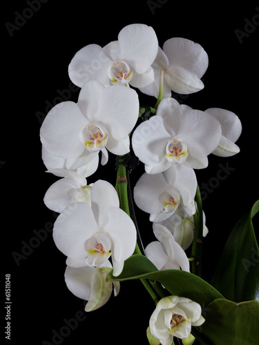 orchid  es