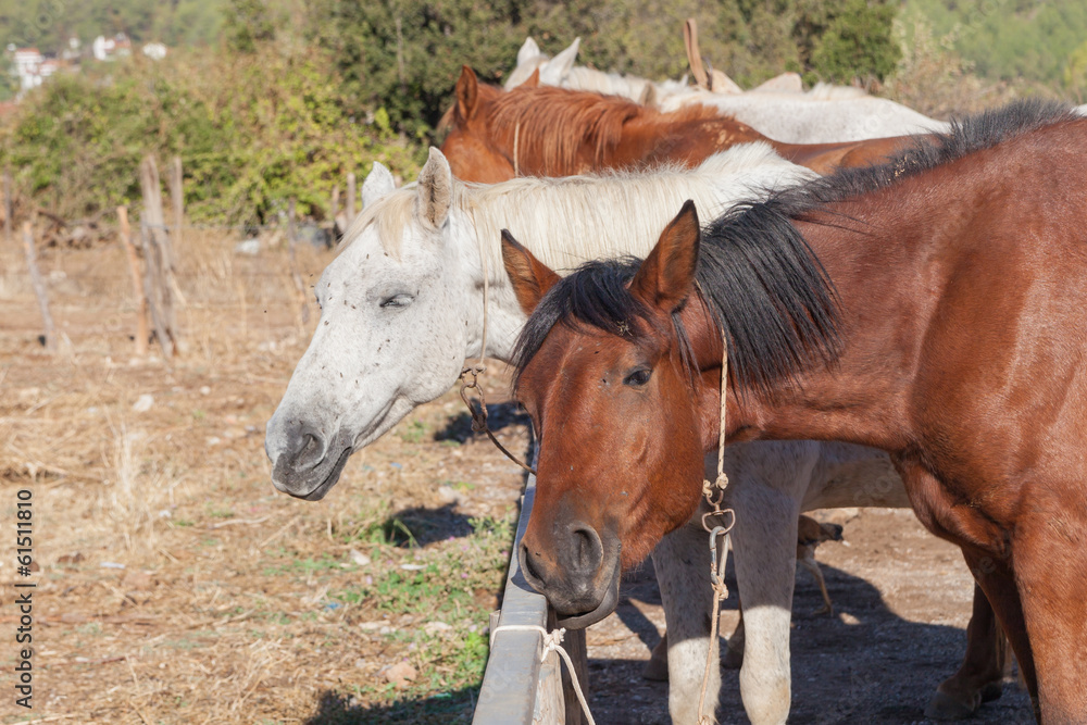Horses on the farm, Turkey