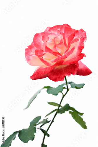 red and white rose isolated on white background