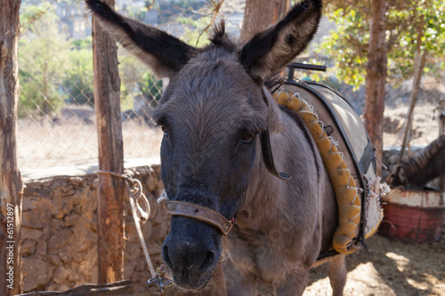 Donkey on farm © kvitkafabian